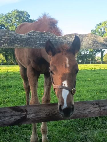 a horse is looking over a wooden fence at Maison de charme in Tour-en-Bessin