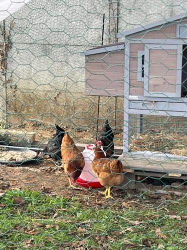 a group of chickens standing next to a chicken coop at Gîtes Oasis du Lot in Payrac