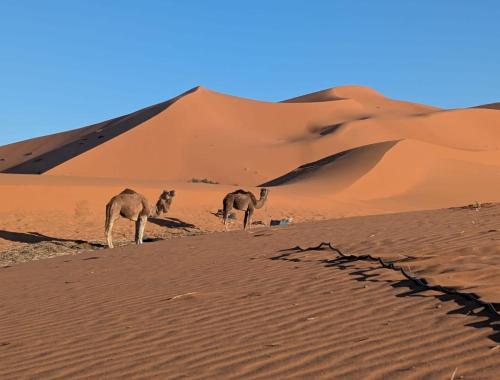 three camels standing on top of a sand dune at Desert Nights Camp in Merzouga