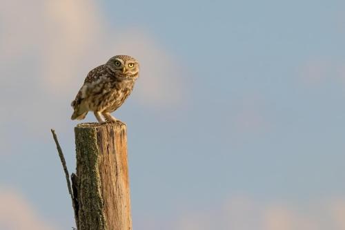 an owl sitting on top of a wooden post at Gedeon Tanya Panzió in Jakabszállás