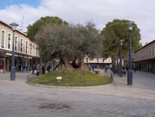 a tree sitting in the middle of a street at Vivienda La Manola in Daimiel