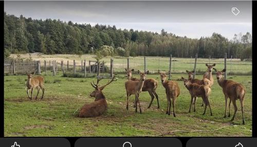 a group of deer standing in a field at Noclegi Święta Katarzyna ,, Pod Jeleniami "prawdziwymi in Święta Katarzyna