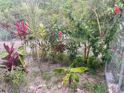 a garden with many plants and a fence at Kay Soley La in Saint-François