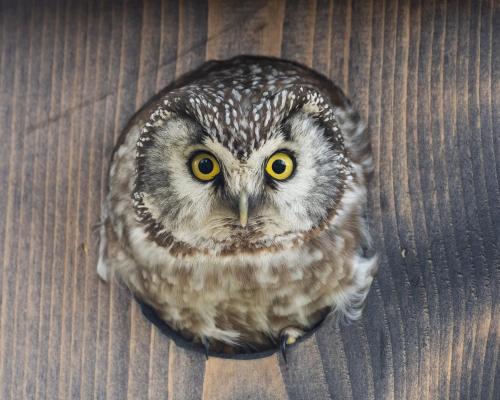 an owl with yellow eyes sitting on the floor at 16 - Fulufjellets nasjonalparker - snø - alpint - langrenn - snøscooter in Ljørdal