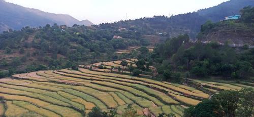 an aerial view of a large terraced field at Tehri Tales - Homestay on Char Dham Yatra Route in Chamba