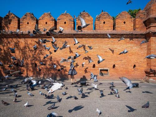 a flock of pigeons flying in front of a brick building at Historic Villa in Thapae in Chiang Mai