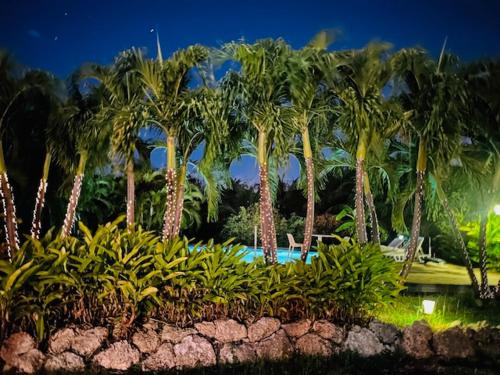 a group of palm trees in front of a pool at Domaine De Grande Terre in Saint-François