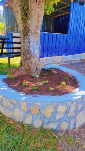 a tree sitting next to a blue bench at Wild Orchid Bloom-Blue Lemon in Mandeville