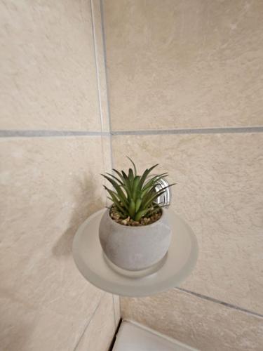 a potted plant sitting on a shelf in a bathroom at Vila Lučica studio pogled na more in Petrovac na Moru