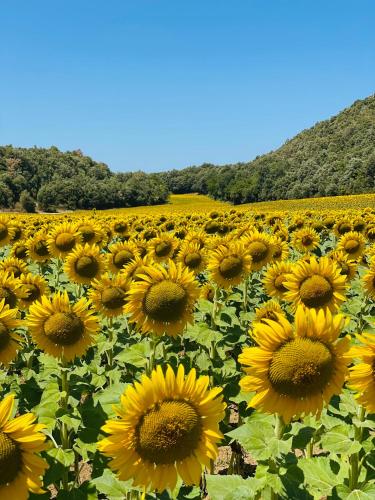 a large field of sunflowers on a sunny day at Hotel Cal Sastre in Santa Pau