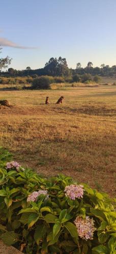 a horse laying down in a field with flowers at Quinta Damigo in Seia