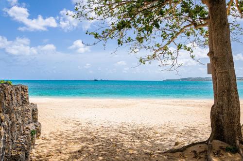 a beach with a tree and the ocean at Loft Apartment Ocean View in Saint Johnʼs