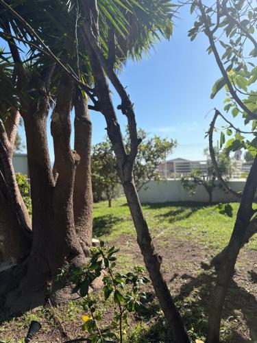 a group of trees in a yard with grass at Casa Nova Maison d'hôtes in Sagone