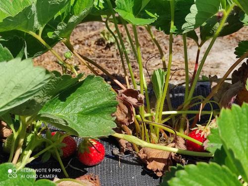 a bunch of strawberries growing on a plant at Quinta Damigo in Seia