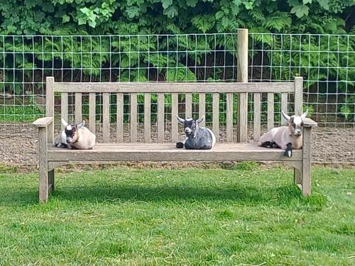 three cats laying on a wooden bench in the grass at Foxgloves in Brompton Regis