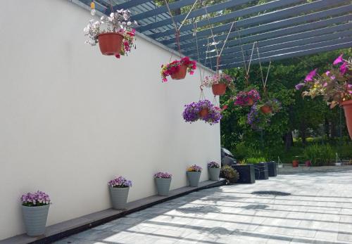 a row of potted plants on a white wall at Poziom -1 in Sandomierz