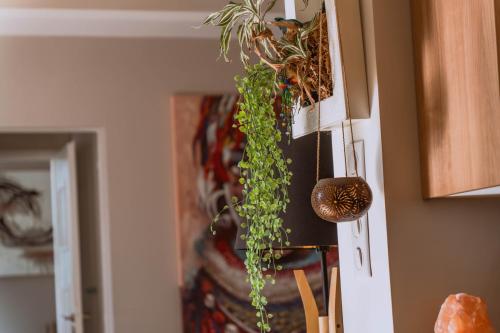 a bunch of plants hanging from a kitchen cabinet at Villa de Charme avec Piscine Calme & Élégance in Aubenas