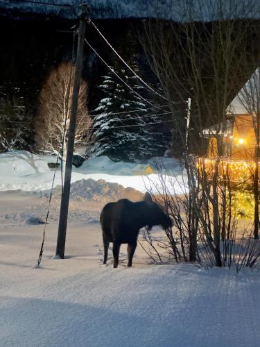 a black pig standing in the snow next to a pole at Maxi Cabin with Sauna and Jacuzzi in Kovan