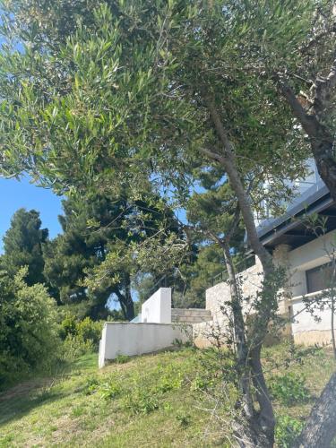 a tree in front of a house at Allure Luxury Villas 2, Skiathos in Skiathos Town