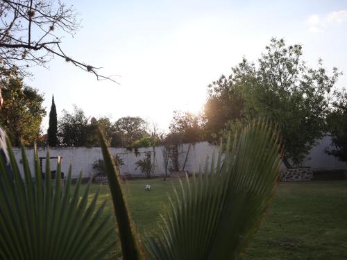 a green plant in a yard with a fence at Posada Teyecac in San Juan Teotihuacán