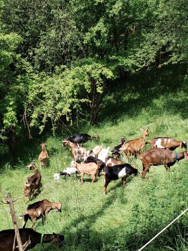 Άλλα ζώα σε αυτή η παραθεριστική κατοικία ή στη γύρω περιοχή