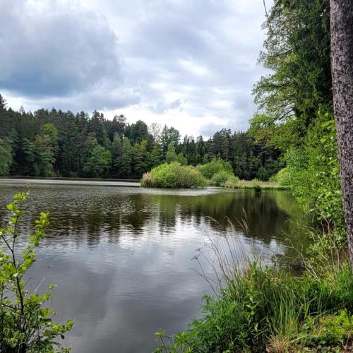 a view of a lake with trees in the background at Haus Waldviertel am Herrensee in Litschau
