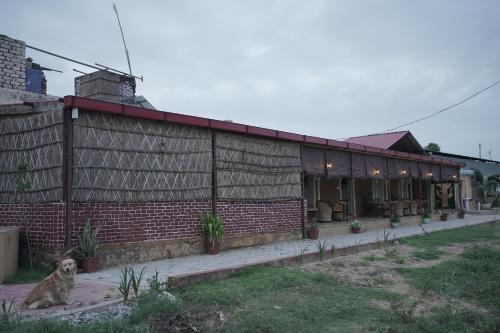a dog sitting in front of a brick building at jor ki dhani in Dadhia