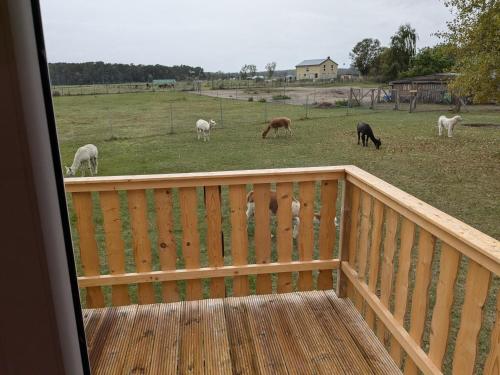 a group of horses grazing in a field on a deck at Bauwagen auf der Alpakawiese in Lehnin