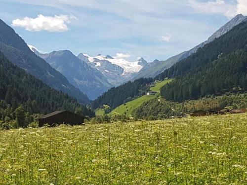 a field of flowers in a valley with mountains at Apartment in Ramsau near Ski Slopes in Ramsau