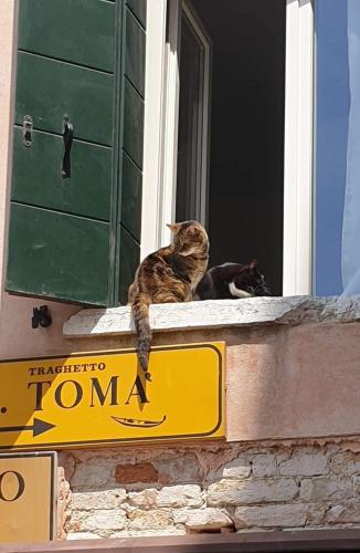 two cats are sitting on a window sill at homesweethome venice in Venice