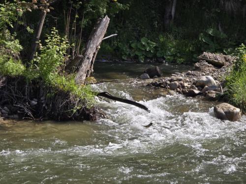 a stream of water with a branch in the middle at Chocholowska Zohylina pokoje in Chochołów