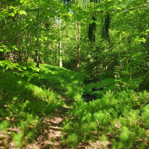 a path in the woods with green grass and trees at Camping House Aivari in Inčukalns