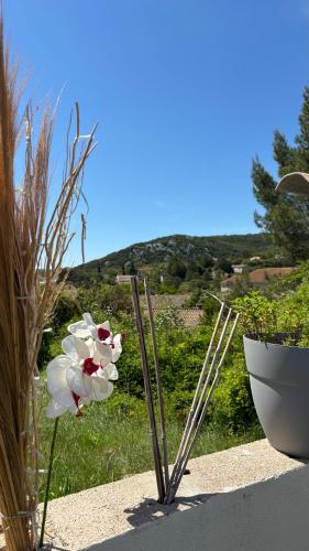 a white flower is sitting next to a plant at Chambre indépendante avec salle de bain in Saint-Paul-et-Valmalle
