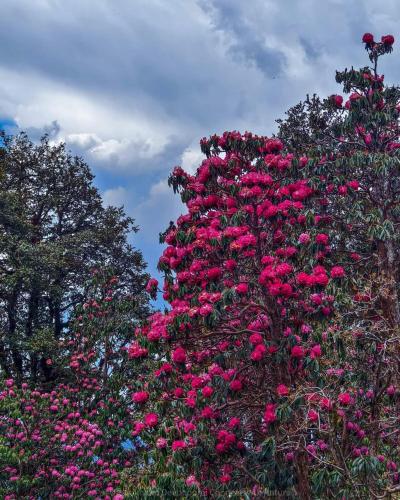 Jardín al aire libre en mayur homestay