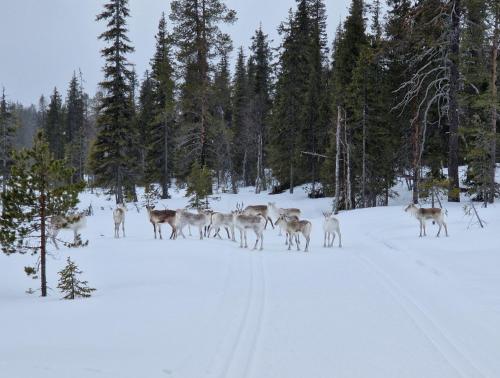 a herd of deer standing in the snow at Holiday Home Ylläs-helmi - loistosijainti! in Äkäslompolo
