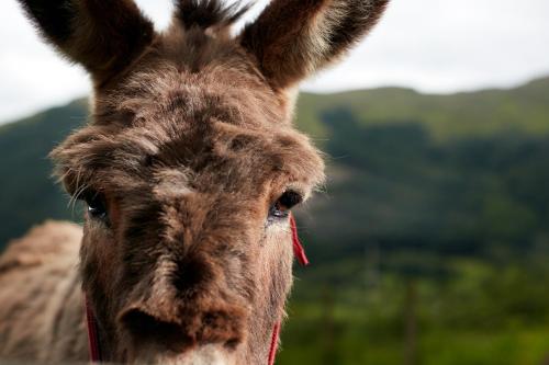 a close up of the face of a camel at Monachyle Mhor Hotel in Lochearnhead