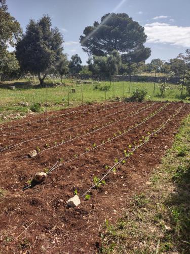a field with rows of plants in a field at La Specchia - Dimore in natura in Cisternino