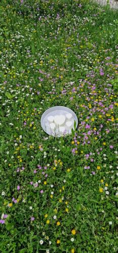 a white frisbee in a field of flowers at Bujtina Mark Alia in Vrana