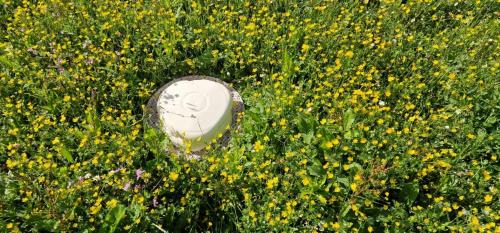 a metal object in a field of flowers at Bujtina Mark Alia in Vrana