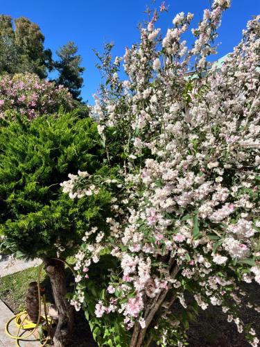 Villa Ornella Mare & Relax外面的花园