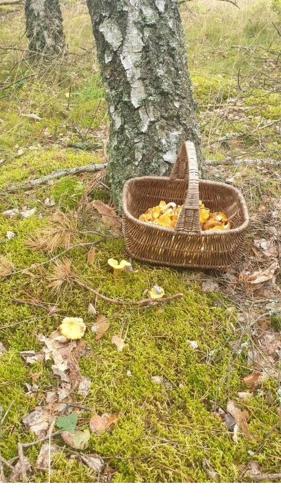 Φωτογραφία από το άλμπουμ του Domek pod sosnowym lasem σε Borowy Młyn