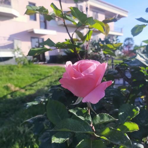 a pink rose in front of a house at aranceto dell'Etna in Mascali