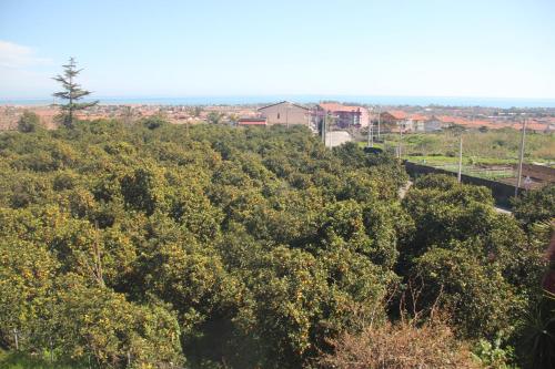 a group of trees with a train in the background at aranceto dell'Etna in Mascali