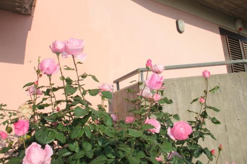 a bush of pink roses in front of a building at aranceto dell'Etna in Mascali