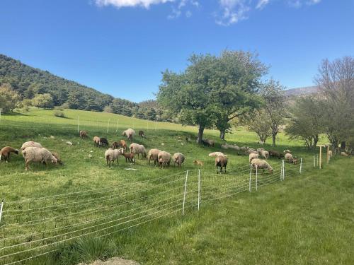 a herd of sheep grazing in a field at Le pérussier in Châteauvieux