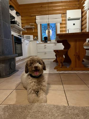 a brown dog sitting on the floor in a kitchen at Kolilla oy, Purnutar A in Kolinkylä