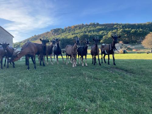 a group of horses standing in a field at Le pérussier in Châteauvieux