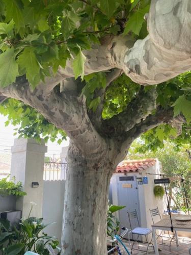 A l'ombre du platane