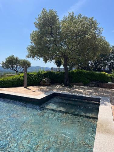 une piscine avec un arbre en arrière-plan dans l'établissement T2 dans villa avec piscine, à Porto-Vecchio