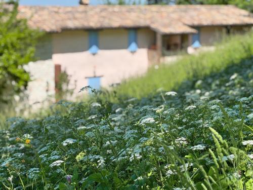 a field of plants with a house in the background at LeCannelleAgriBenessere in Belloca